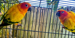 Sun Conures Male x 2 (Brothers)