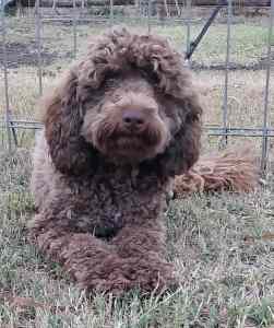 F2 Theodore (cavoodle), DNA clear and proven