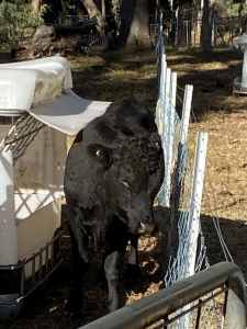 Dexter Standard Bull & Two Short Leg Heifers born October 2022