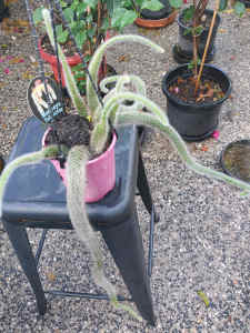 Monkey tail cactus for sell @ RUNCORN 