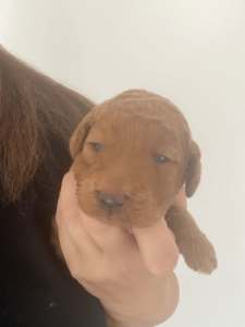 Mini Groodle pups from one of Australia’s top rated breeders