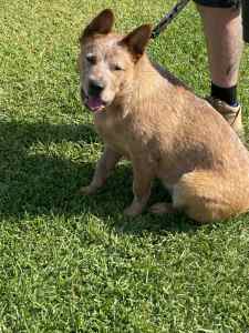 Red Cattle pup Free to five star home