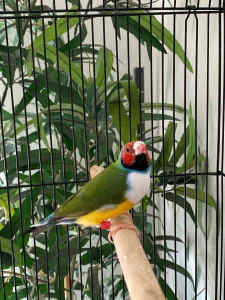 Male Gouldian Finches