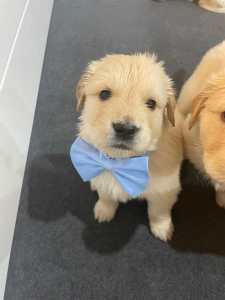 EOI: Stunning Golden Retriever Puppies