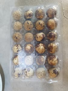 Japanese quail fertile eggs