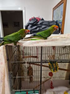 Gold capped conure 