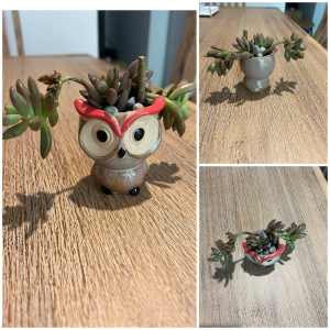 Succulent in baby owl planter. 