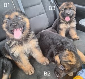 Negotiable Price: DNA tested pure-bred GSD puppy ready now