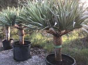 Dragon tree in 200 litre containers
