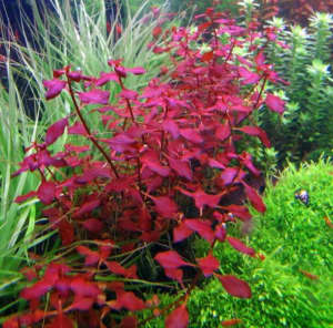 Super red ludwigia - Aquarium plants - $2
