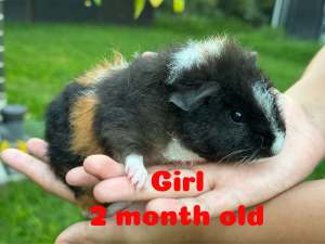 Guinea pig for sale - need to go by 15 Apr