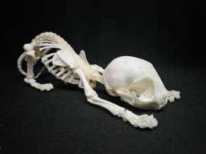 Real taxidermy articulated kitten skeleton
