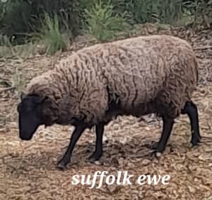 Merino suffolk aussie whites sheep 