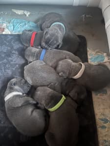 Blue English staffy Puppies
