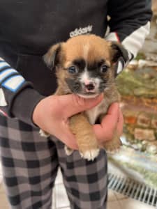 Gorgeous Tan and Black Male Chihuahua puppy