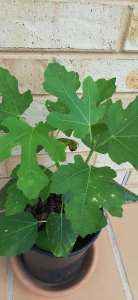 nice and healthy beautiful plants of fig for sale 