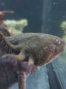 Wild Type Axolotl 