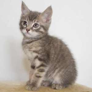 Candy Cane rescue kitten SK6419 vetwork included