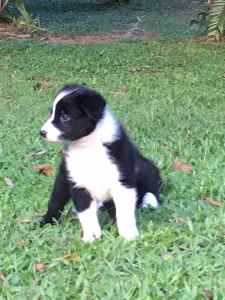 Border Collie pups Available Now 
