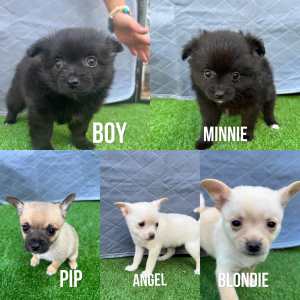 pomchi puppies🥺ready for forever home!