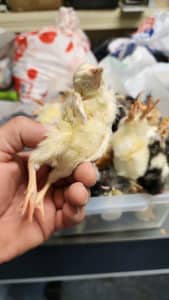 Day old chicks( FROZEN) Reptile food