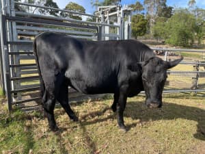 Angus X Fresian 3 years old cattle , x1 heifer x 1 steer