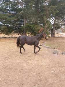 yearling pony colt charlie