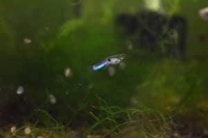 Japanese Blue Endlers, $3 for 1male, 1 female
