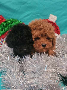 lancaster puppies toy poodle