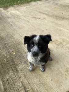 Male Cattle Dog x Border Collie Pup’s