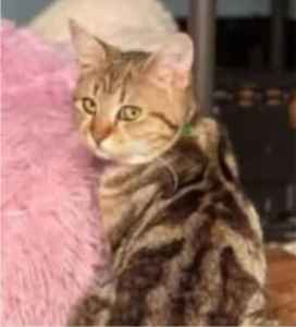 Joan - Perth Animal Rescue inc vet work cat/kitten