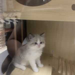 Purebred Seal Point Ragdoll Kittens for Sale - Born January 27th