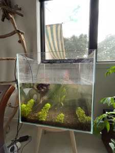 Aquarium Cube fish tank and driftwood