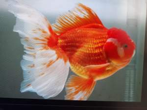 Goldfish - young Thai Oranda, Ryukin and pond fish - for sale
