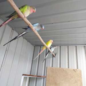 Princess Parrots- bonded breeding pairs