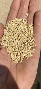 Forage barley seed