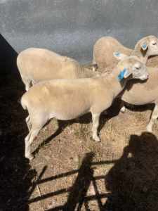 Wiltipoll lamb wethers for sale