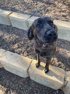 WILLOW Staffy x Lab ( Ready for adoption & LOVE )