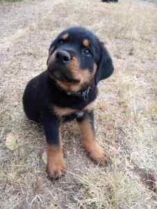 Pure breed Rottweiler puppies