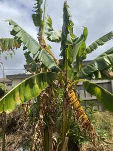 Big pot of Banana trees