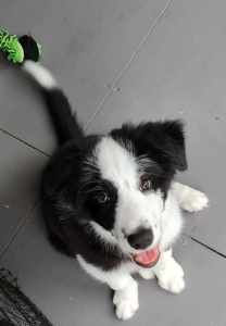 Pure breed border collie pup