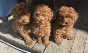 Pure bred red Toy Poodle puppies 3x M