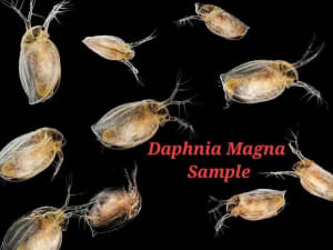 Live Daphnia Magna Culture FOOD For Betta Guppy Danio Tetra fish