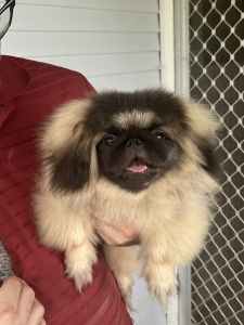 Pekingese puppy looking for his new family 