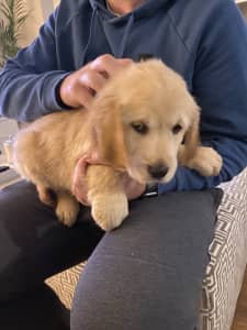 Pure Breed Golden Retriever Puppies for sale - 3F & 1M Geelong 