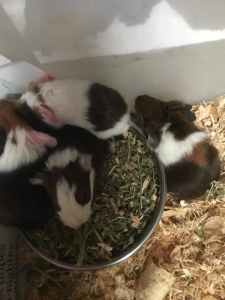 Young Guinea pigs