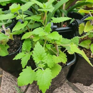 Cat's favourite Catnip plant and repels insects too!
