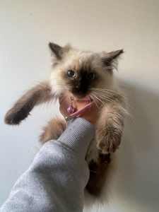 PURE BRED RAGDOLLS 13-15 WEEKS OLD, 1M , 1F LEFT. ONLY TO GOOD HOMES.