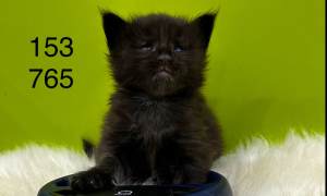 Registered pedigree Black smoke MAINE COON Kitten