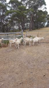Wiltipoll ewe lambs 